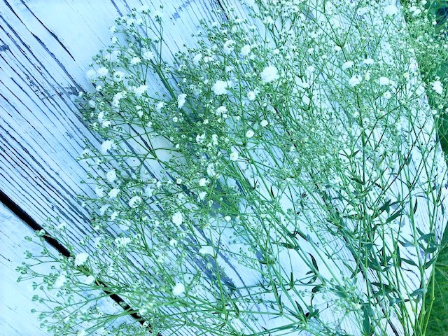 
            金山町産　純白のかすみ草花束
          