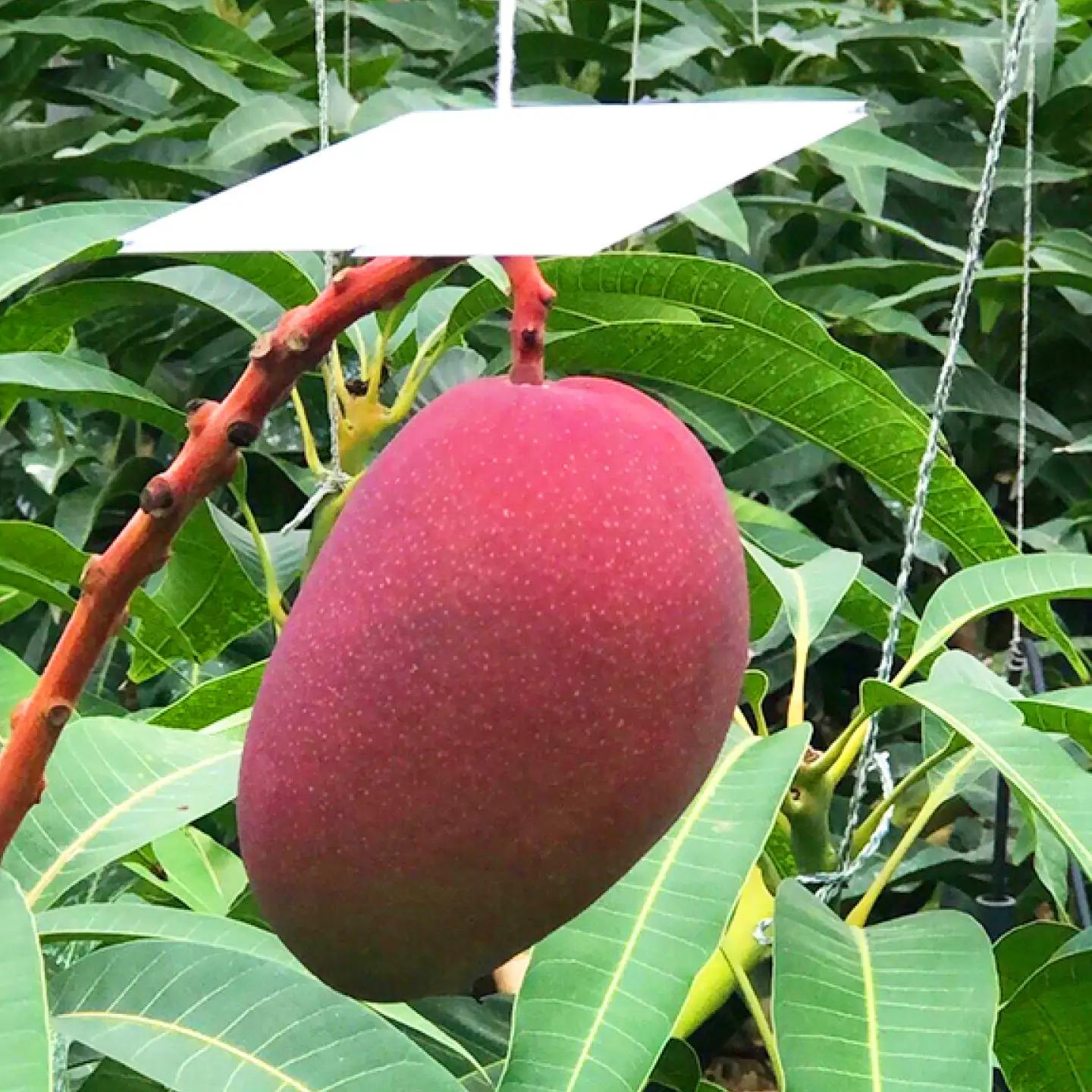 【訳あり】マンゴー 太陽のめぐみ 2kg BCEW004