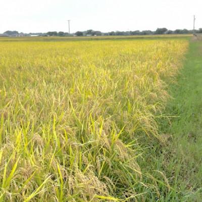 ふるさと納税 養老町 【令和7年産】初霜(源種)　7分づき15kg　(栽培期間中農薬・化学肥料不使用) |  | 03