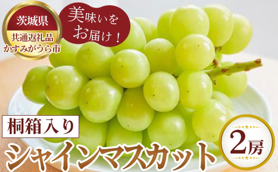 
                  【先行予約】桐箱入りシャインマスカット　2房【茨城県共通返礼品 かすみがうら市】 ／ 旬 新鮮 葡萄 ブドウ 果物 フルーツ 茨城県 特産品 No.375
                