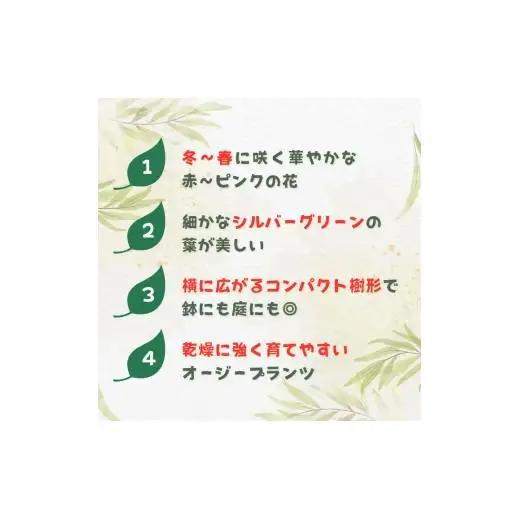 グレビレア　ラニゲラ ／ グレビレア ラニゲラ 植物 観葉植物 鉢植え