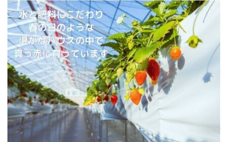 R3-31  大粒完熟　群馬県産いちご「やよいひめ」４００ｇ×２｜ ｲﾁｺﾞ いちご 苺 いちご ｲﾁｺﾞ 果物 いちご 旬 いちご いちご