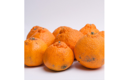 ＜先行予約＞家庭用　不知火3kg+90g（傷み補償分）【デコポンと同品種】【わけあり・訳あり】【しらぬひみかん・しらぬい】【光センサー選別】 和歌山 不知火 柑橘 くだもの フルーツ 果物 みかん【i