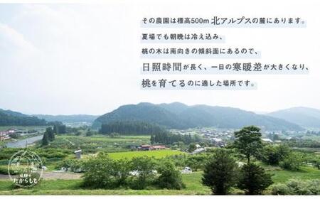 飛騨のたからもも 特上 糖度15度以上（4-6玉）※7月中旬～順次お届け | 桃 朝採れ 白桃 もも フルーツ ギフト 果物 人気 おまかせ 飛騨桃 飛騨高山 つむぎ果樹園 b723