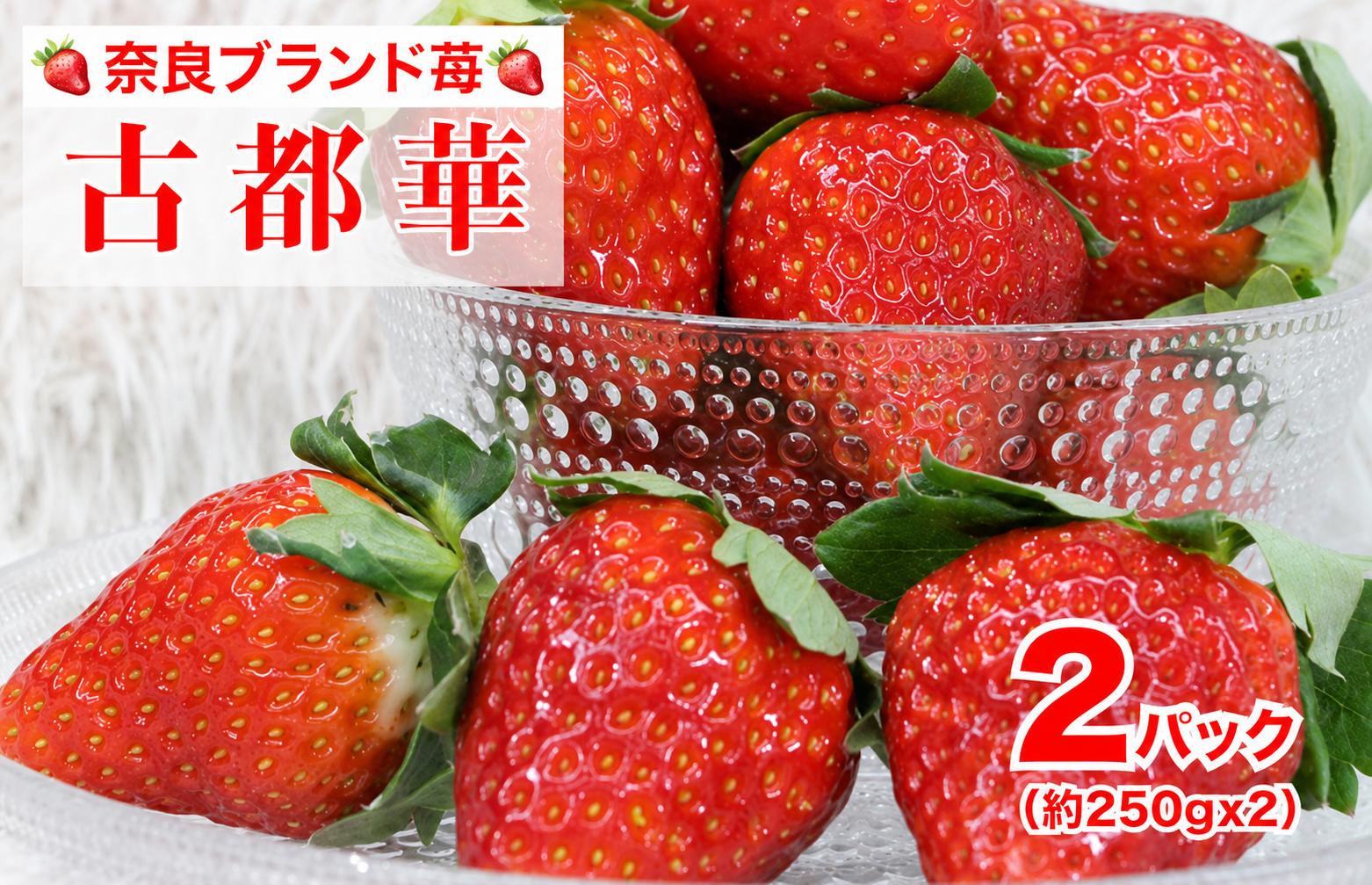 
                  【先行予約】【2027年1月以降発送】いちご 奈良県産 古都華 250g×2パック 計500g 苺 イチゴ ブランド苺 フルーツ 果物 国産 産地直送 甘い 旬 春 ギフト 贈答 お取り寄せ 高級 デザート スイーツ 家庭用 贈り物 手土産 ご褒美 おやつ 期間限定 奈良県 河合町
                