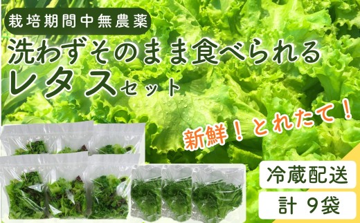 野菜 詰め合わせ レタス ベビーリーフ【洗わずそのまま食べられる】【栽培期間中農薬不使用】【日本テレビ『news every.』で紹介！】  合計9袋（（80ｇ）×6、（100ｇ）×3 ） おまかせセット 小分け フリルレタス ルッコラ レッドオーク 赤茎水菜 わさび菜 サンゴかいわれ   簡易包装 水耕栽培 LED 栽培  ベジタブル   お得な中容量セット B 東松島ファーム