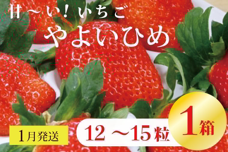 
            【2026年1月発送】甘～い！いちご やよいひめ 1箱(12粒～15粒入り)｜いちご イチゴ 苺 ストロベリー やよいひめ 果物 くだもの フルーツ 先行予約 茨城県 行方市(V-20)
          