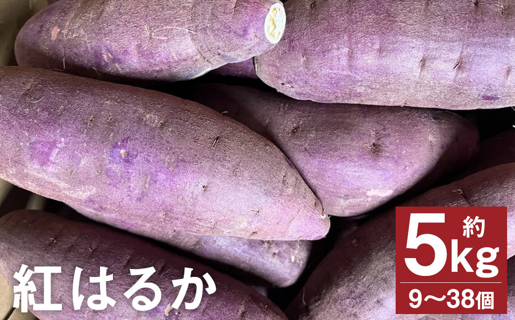 紅はるか 約5kg （9～38個）
