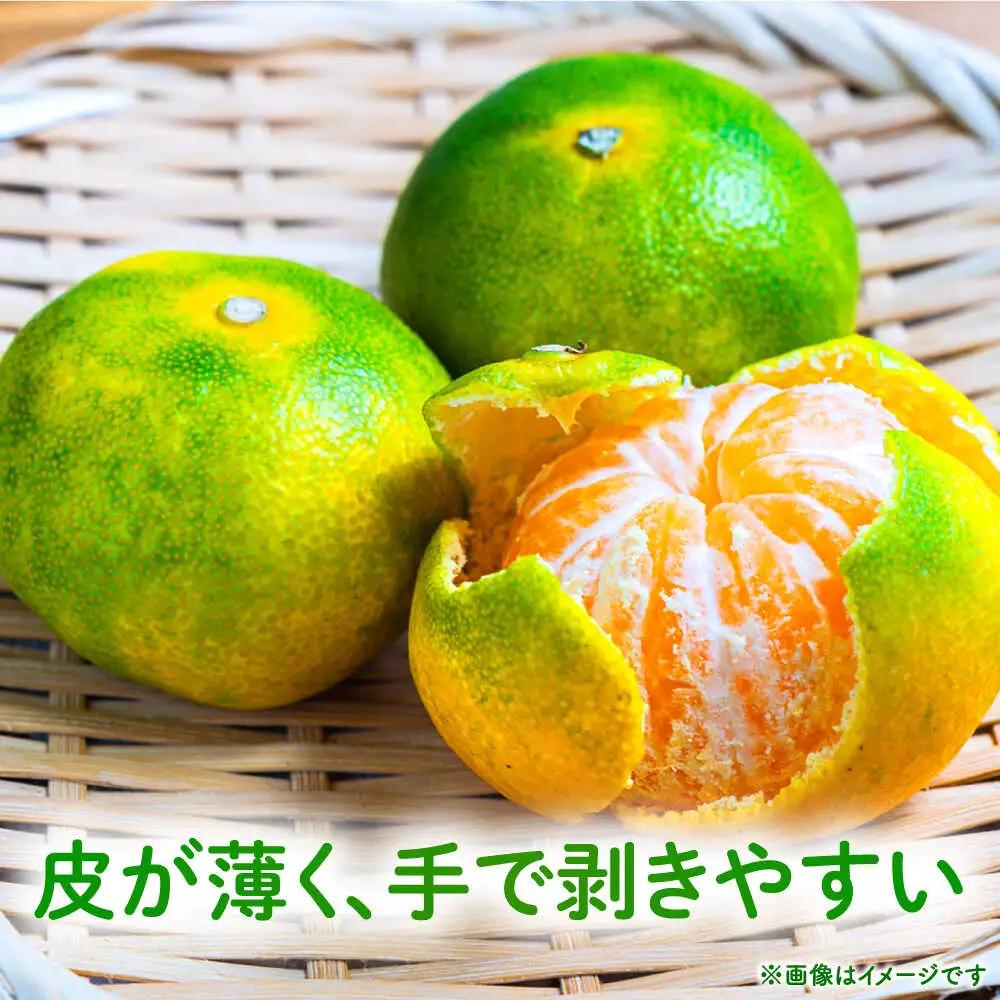 【先行予約】 極早生みかん 2S-2L 約3kg みかん 蜜柑 柑橘 フルーツ 果物 【日本フルーツ株式会社】[ZFJ053]