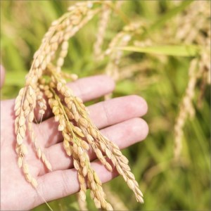 【先行予約】2023年産 京丹後産生物多様性米コシヒカリ「ゲンゴロウ郷の米」10kg箱入