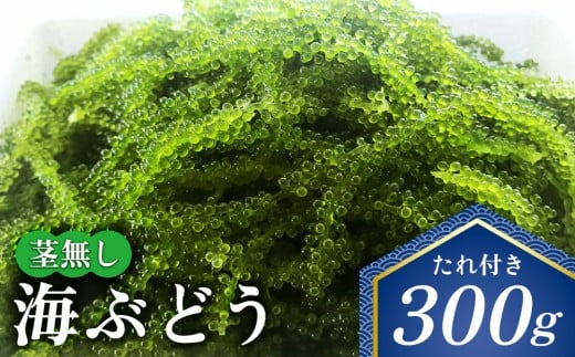 茎無し海ぶどう　300g（たれ付き） 沖縄県産 名護市 海ぶどう 海ブドウ うみぶどう 茎無し 茎なし たれ付き 鮮度抜群 海藻 海鮮 おつまみ プチプチ 常温 お取り寄せ 人気 おすすめ オススメ 沖縄 やんばる