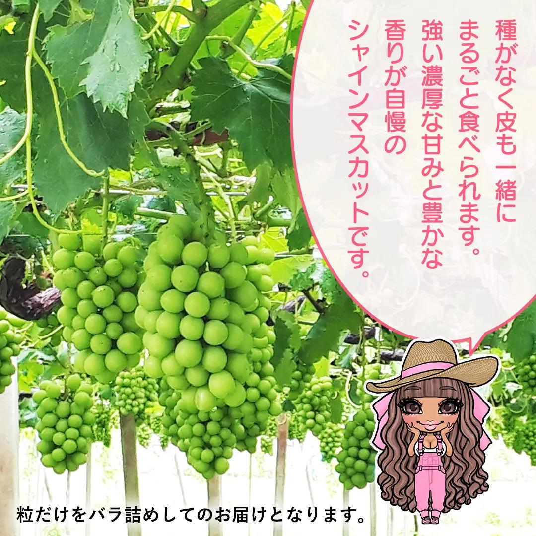 【 先行予約 】 【 訳あり 】 極上の甘さの天使の シャインマスカット ！ バラ粒 約１kg （ 茨城県共通返礼品： かすみがうら市 ） 【 2026年9月頃発送 】 