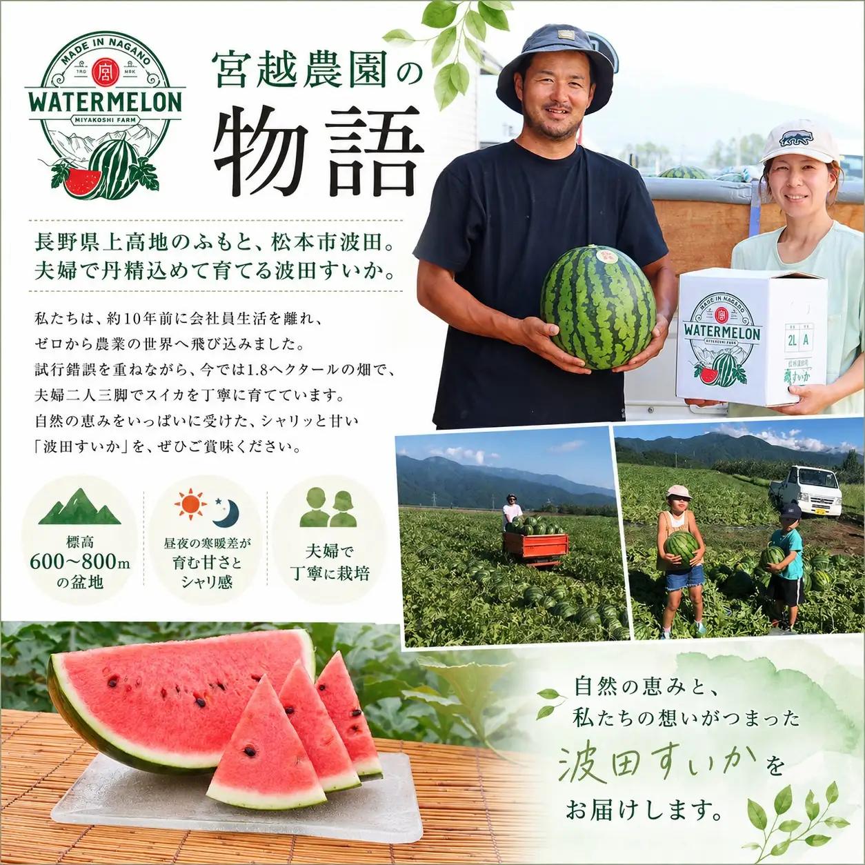 松本市 波田産 大玉すいか 4L