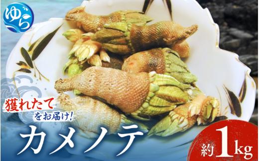 
【素潜り漁師直送】海の珍味！カメノテ1kg　獲りたてをお届けします！
