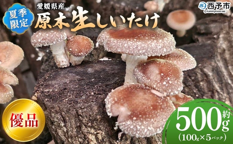 
            ＜夏季限定 原木生しいたけ（優品） 100g×5パック＞ 合計500g 数量限定 期間限定 夏採れ 原木生椎茸 しいたけ シイタケ きのこ 優品 バーベキュー BBQ 料理 国産 愛媛県産 横林自治振興協議会 愛媛県 西予市【冷蔵】『2025年5月～10月に順次出荷予定』
          