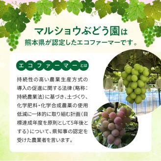 91-4 先行予約 シャインマスカット クイーンニーナ セット 約2kg マスカット 葡萄 フルーツ 果物 果実 皮ごと 種なし 赤ブドウの女王 エコファーマー マルショウぶどう園 お取り寄せ ギフト