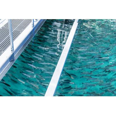 ふるさと納税 西桂町 富士頂純サーモン こだわり焼き魚セット 西京漬け・塩麹漬け・焼きほぐし 富士山麓の天然水で養殖 |  | 02