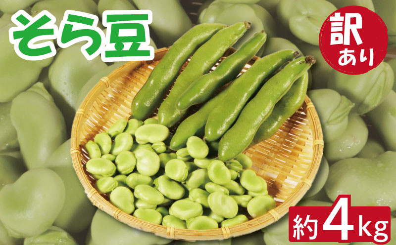 
                  訳あり そら豆 約4kg 先行予約 そらまめ 朝採れ 銚子産 豆 マメ ヘルシー 食物繊維 ミネラル 健康 美容 甘い おかず お弁当 おつまみ ビール 晩酌 塩茹で 蒸し 炒め物 焼き 炊き込みご飯 大容量  新鮮 産地直送 産直 野菜 旬 贈答用 ギフト プレゼント 簡単 調理 家庭用 業務用 栄養 国産 送料無料 ふるさと納税 千葉県 銚子市 孝農園 【令和9年5月上旬～6月上旬発送予定】
                