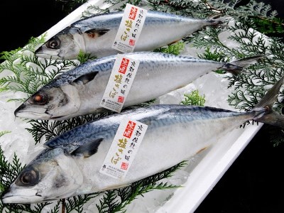 a10-808　焼津 さば 味噌 こんにゃく 6個入り セット