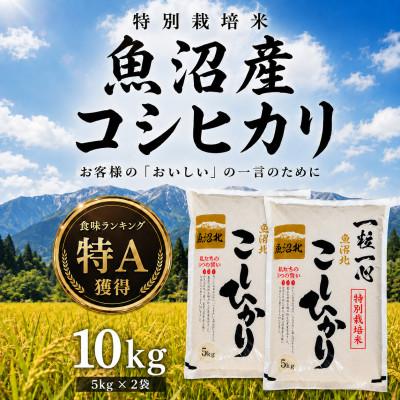 ふるさと納税 小千谷市 【新米】令和8年産 魚沼産コシヒカリ 10kg 特別栽培米