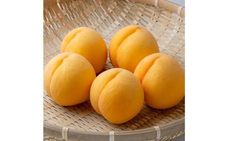 桃 2025年 先行予約　ご家庭用　岡山県産黄金桃1.5kg（5～6玉）もも モモ 岡山県産 国産 フルーツ 果物 ギフト