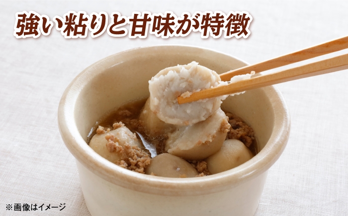 さといも 野菜 里芋 サトイモ イモ 大和 不揃い 島根 松江