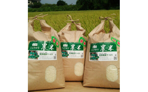 【令和7年産】【新米】古河市産　コシヒカリ5kg【倉持農園】 | 米 こめ コメ こしひかり コシヒカリ 5キロ 古河市産 茨城県産 贈答 贈り物 プレゼント 茨城県 古河市 直送 農家直送 産地直送