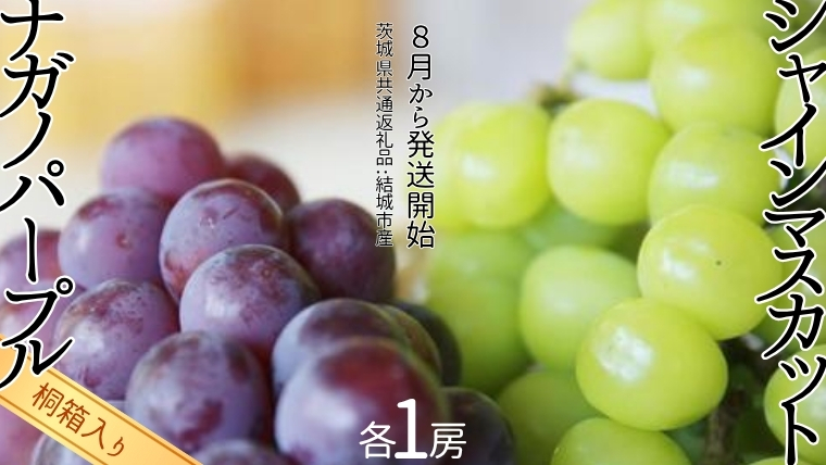 【 桐箱入り 】 シャインマスカット 1房 と ナガノパープル 1房 【2025年8月から発送開始】（茨城県共通返礼品 [ぶどう]：結城市産） 果物 フルーツ マスカット ぶどう ギフト 贈答 プレゼント 桐箱