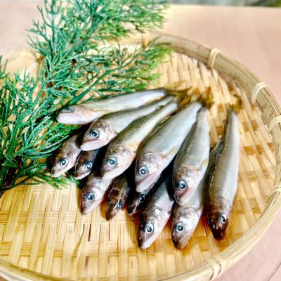 ふるさと納税 日吉津村 日野川育ちの「夏香鮎」小鮎(約10cm)瞬間冷凍 1kg |  | 01