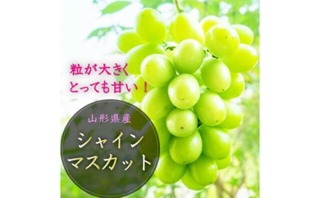 【2024年先行予約】山形県中山町産シャインマスカット 秀品 約1.2kg～約1.3kg(2房) 期間限定 数量限定 F4A-0103