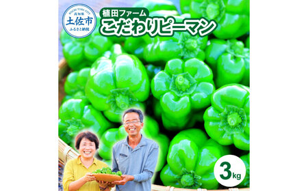 【先行予約】高知県産 植田ファームのこだわりピーマン 3kg〈2026年10月1日〜2027年6月下旬〉高知県 土佐市【株式会社植田ファーム】[BQAT003]