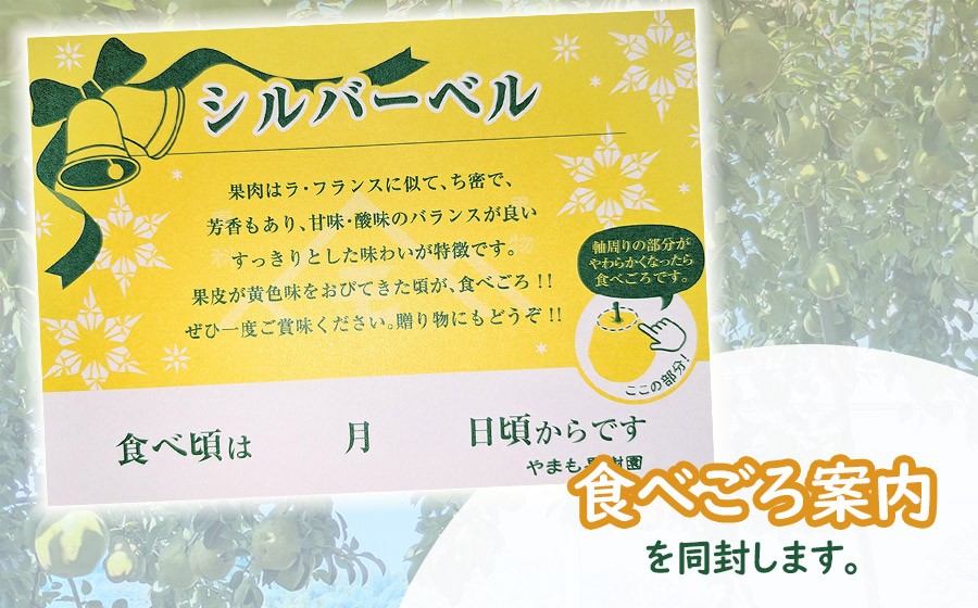【令和8年産先行予約】洋梨　シルバーベル　約3Kg（7～9玉） 山形県鶴岡市　やまも果樹園　| 洋ナシ 洋なし 西洋梨 産地直送 3キロ 秋果実 果物 くだもの フルーツ デザート 旬 人気 美味しい