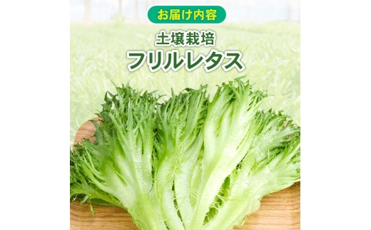 【先行予約】 フリルレタス 全 6回 発送 ＜ 定期便 固定月 ＞ 新鮮レタス フレッシュ レタス サラダ 健康志向 野菜 こだわり 産地直送 土壌栽培 新鮮 とれたて 採れたて 冷蔵 低カロリー ヘルシー レタスボウル 副菜 常備菜 緑黄色野菜 ベジタブル ヴィーガン 千葉県 旭市 Farm Fujinaga ffn006