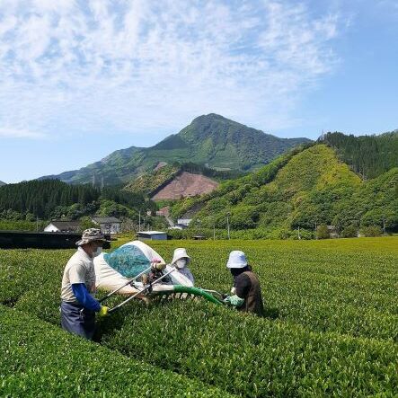 緑茶 厳選茶葉使用 ひむかのお茶 500ml×18本 1ケース [農林産物直売所 美郷ノ蔵 宮崎県 美郷町 31ab0084] 茶 お茶 ペットボトル 宮崎県産 美郷産 送料無料_イメージ2