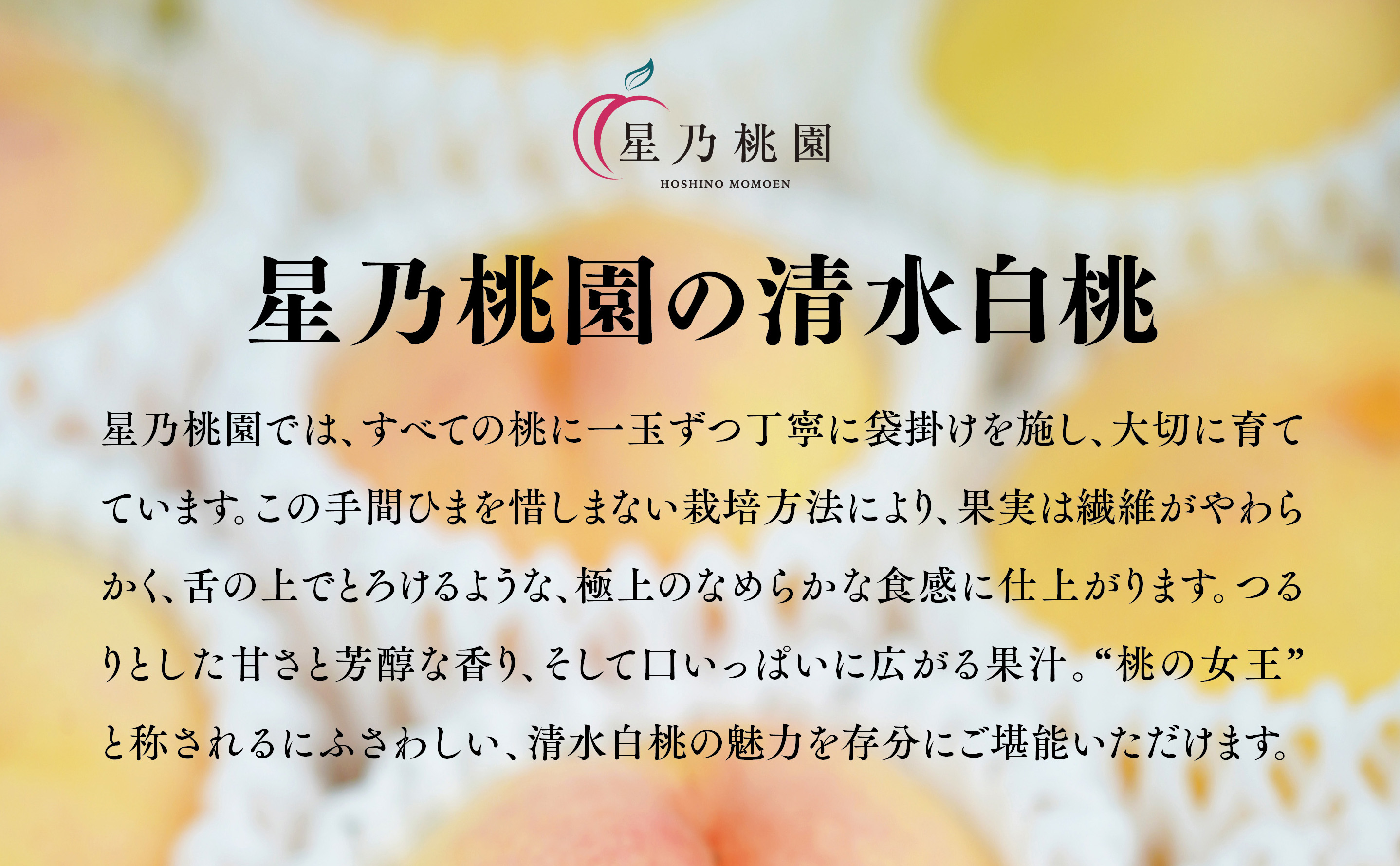 【清水白桃】岡山県産 三つ星 星乃桃園 780g (3玉)【配送不可地域：離島・北海道・沖縄県】