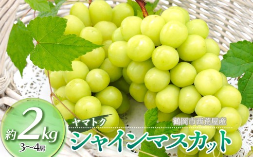 【令和8年産先行予約】 シャインマスカット 約2kg（3～4房） 山形県鶴岡市産　ヤマトク