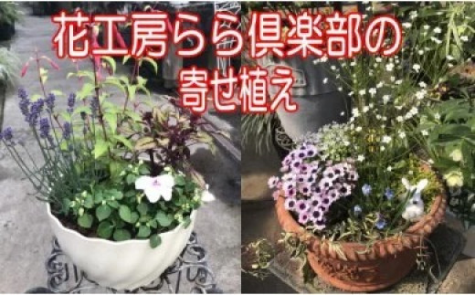 
2024年3月～発送！東北最大級のガーデニング専門店 厳選 『季節の寄せ植え』 ／ 花 寄せ植え 季節 鉢植え 【花工房らら倶楽部】
