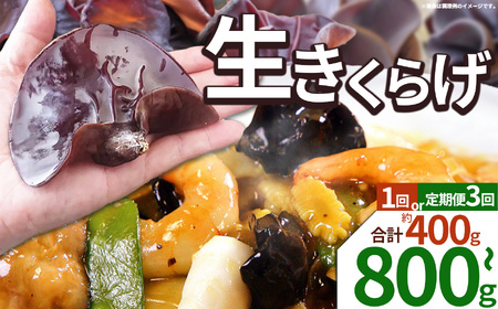 【先行予約】【期間限定】【定期便3回】生きくらげ 200g×4P ともちゃん農園 |定期便 きくらげ 生きくらげ 食物繊維 鉄分 カルシウム ビタミンD カリウム アミノ酸 低カロリー ダイエット中でも安心 高血圧予防 ふるさと 納税 栃木県 那珂川町 送料無料
