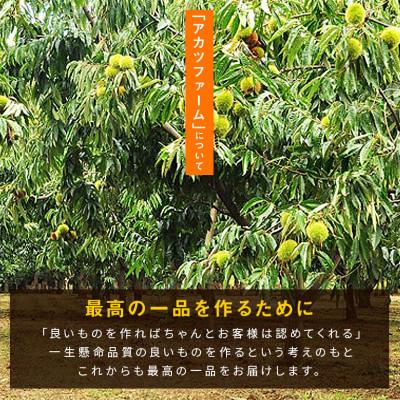 ふるさと納税 笠間市 【先行予約　2026年10月中旬〜12月下旬頃発送】アカツファームの生栗 3L 1kg　笠間市 |  | 01