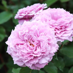 育てやすい次世代のバラ [コリンクレイヴン] 6号鉢植え品 [0183]