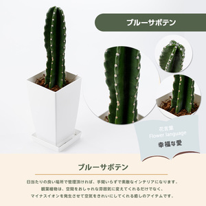 3月上旬～発送【観葉植物】ブルーサボテン40cm～50cmプラスチック鉢(Green Base/014-1475) 南国鹿児島県で育った 観葉植物！植物 鉢付 インテリア 室内 オフィス おしゃれ プ