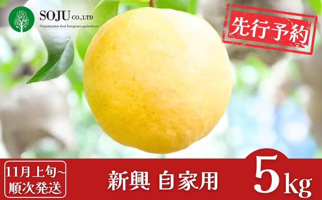 
            先行予約 和梨 新興 自家用 約5kg [11月上旬から発送予定] 令和7年度 新潟県産 梨 [三条果樹専門家集団] 【010P066】
          