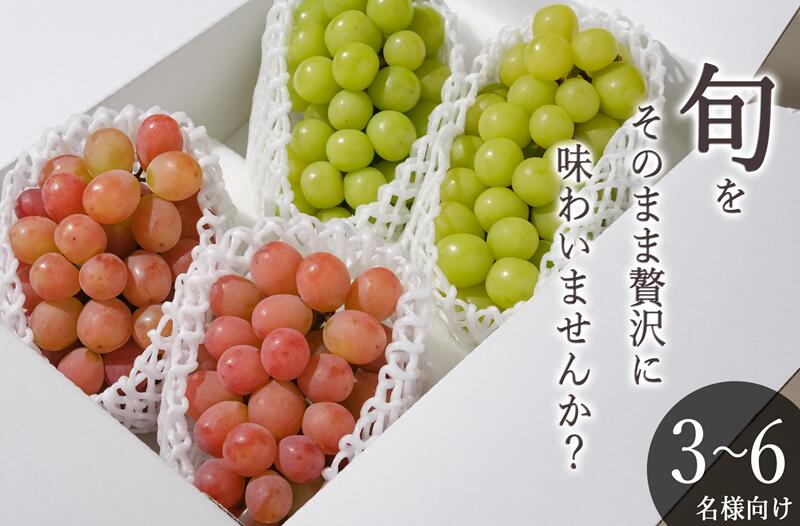 【ふるさと納税】 シャインマスカット サンシャインレッド 2026年 先行予約 約2.2kg 各2房 セット 自然農法 産地直送 9月 10月 発送 期間限定 冷蔵 クール フルーツ 果物 果実 ぶどう 葡萄 食べ比べ 贈答 ギフト 山梨県 甲州市 社員マスカット （BNC） 【C9-425】