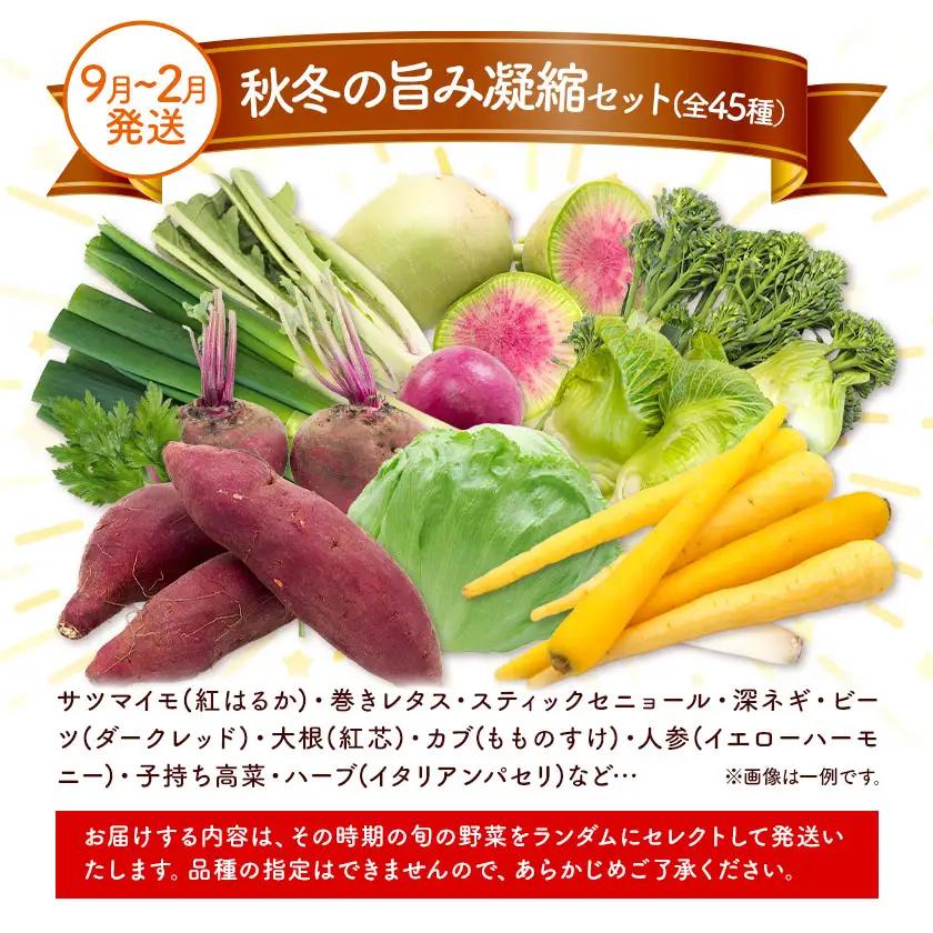 野菜 季節の野菜 10品 詰め合わせ セット ほのぼのしいば農園《9月上旬-2月下旬頃出荷》