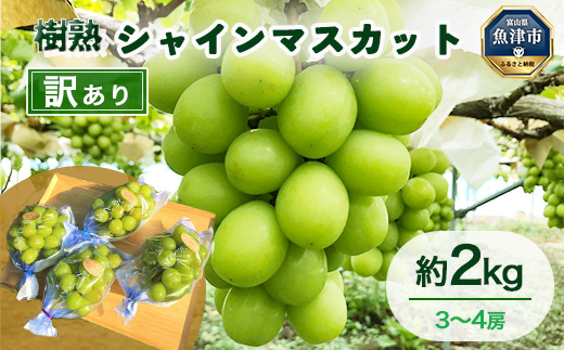 訳あり シャインマスカット 約2kg 樹熟 3～4房 ｜ 富山県産 マスカット ぶどう ブドウ 葡萄 ※北海道・沖縄・離島への配送不可 ※2025年10月上旬～12月下旬頃に順次発送予定