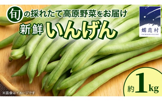 【7月上旬発送開始】旬の採れたて 新鮮 いんげん 約1kg 野菜 根菜 インゲン 豆 生野菜 お弁当 [BT004tu]