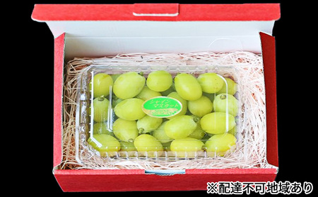 ぶどう 早期受付 シャイン マスカット 1パック 750g以上 ブドウ 葡萄 ぶどう