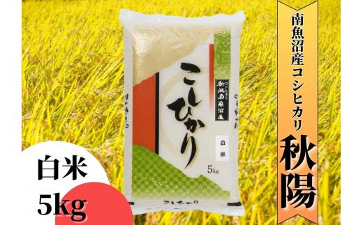 【令和8年産 新米予約／定期便】南魚沼産コシヒカリ「秋陽」(白米5kg)×12回 新潟県の特A地区南魚沼市の美味しいお米【米 お米 こしひかり 南魚沼 米 白米 こめ 新潟 米】【2026年10月上旬より1ヶ月以内に順次発送予定】