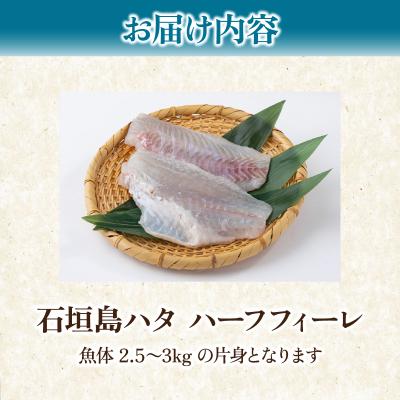 ふるさと納税 石垣市 石垣島 ハタ ハーフフィーレ | ミーバイ ヤイトハタ |  | 03