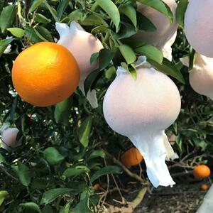 お試し規格 柑橘の大トロ ハウス せとか 厳選 小玉 3玉入 手さげ箱 × 8箱 南泰園 和歌山 有田